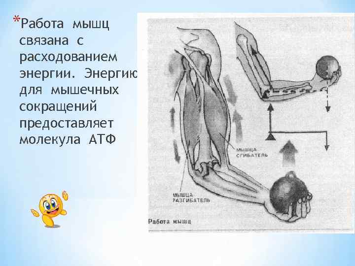 *Работа мышц связана с расходованием энергии. Энергию для мышечных сокращений предоставляет молекула АТФ *