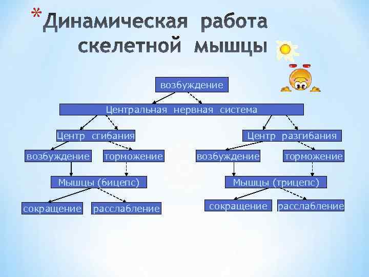 * возбуждение Центральная нервная система Центр сгибания возбуждение торможение Мышцы (бицепс) сокращение расслабление Центр
