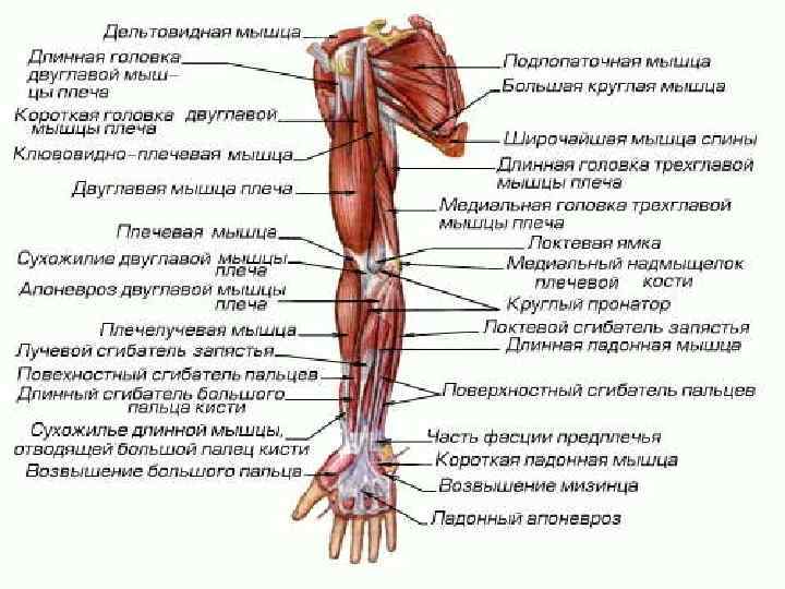 Мышечная система фото