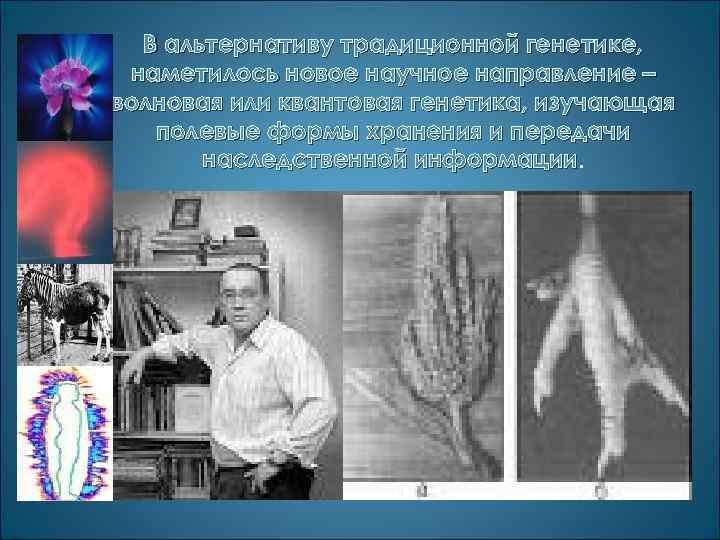 В альтернативу традиционной генетике, наметилось новое научное направление – волновая или квантовая генетика, изучающая