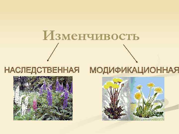 Модификационная изменчивость презентация 10 класс профильный уровень