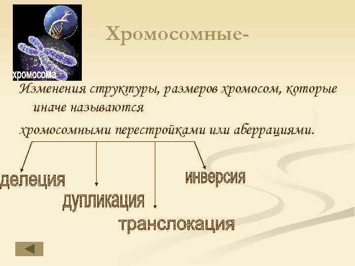 Хромосомные. Изменения структуры, размеров хромосом, которые иначе называются хромосомными перестройками или аберрациями. 