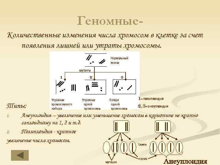 Геномные. Количественные изменения числа хромосом в клетке за счет появления лишней или утраты хромосомы.