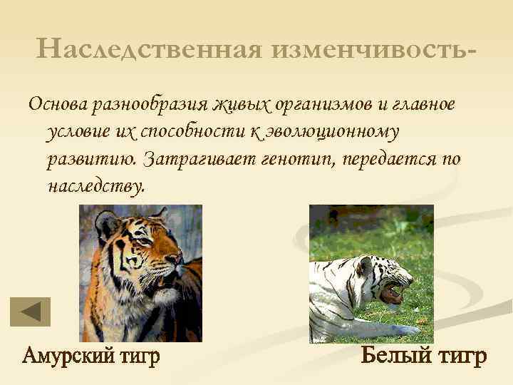 Наследственная изменчивость. Основа разнообразия живых организмов и главное условие их способности к эволюционному развитию.