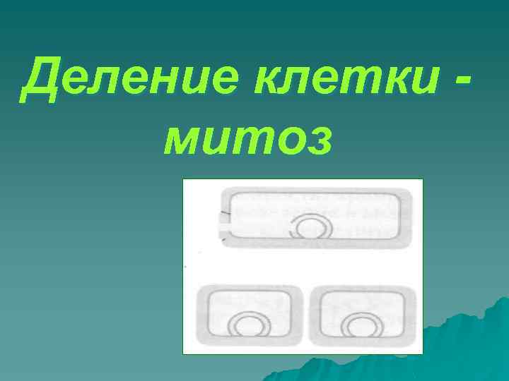 Деление клетки митоз 