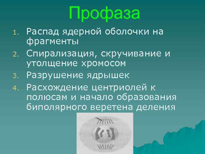 Профаза 1. 2. 3. 4. Распад ядерной оболочки на фрагменты Спирализация, скручивание и утолщение