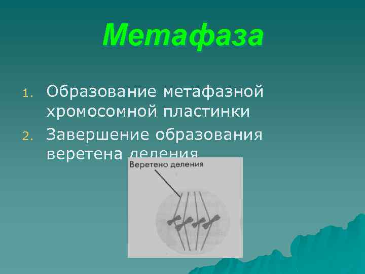 Метафаза 1. 2. Образование метафазной хромосомной пластинки Завершение образования веретена деления 