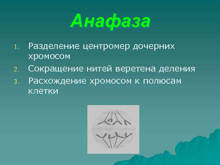 Анафаза 1. 2. 3. Разделение центромер дочерних хромосом Сокращение нитей веретена деления Расхождение хромосом