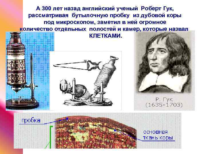 А 300 лет назад английский ученый Роберт Гук, рассматривая бутылочную пробку из дубовой коры