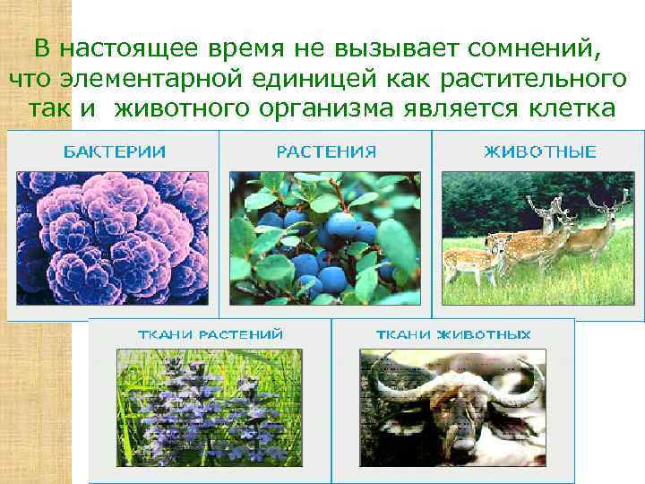 В настоящее время не вызывает сомнений, что элементарной единицей как растительного так и животного