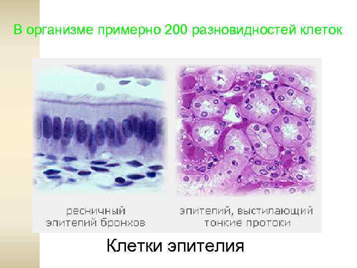 В организме примерно 200 разновидностей клеток Клетки эпителия 