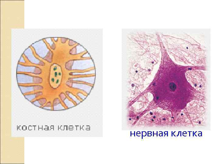 нервная клетка 