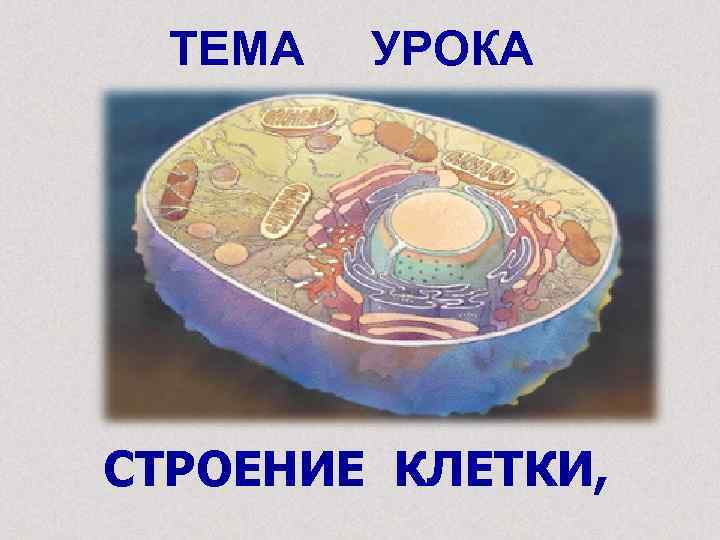 ТЕМА УРОКА СТРОЕНИЕ КЛЕТКИ, 