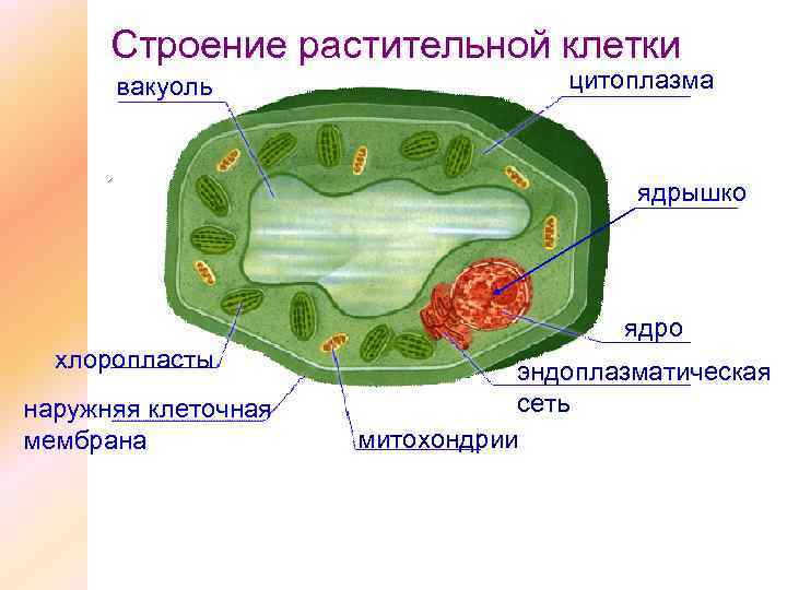 Строение растительной клетки вакуоль цитоплазма ядрышко ядро хлоропласты наружняя клеточная мембрана эндоплазматическая сеть митохондрии