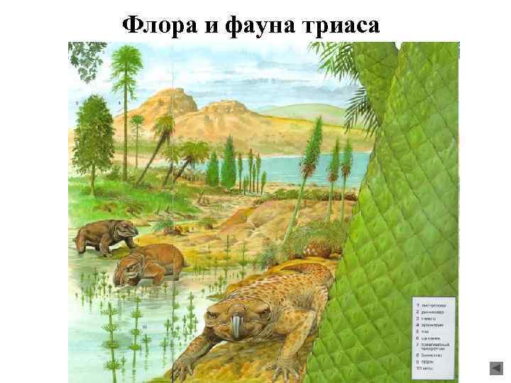 Флора и фауна триаса 