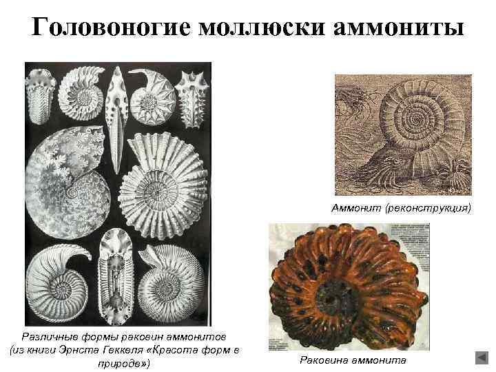 Головоногие моллюски аммониты Аммонит (реконструкция) Различные формы раковин аммонитов (из книги Эрнста Геккеля «Красота