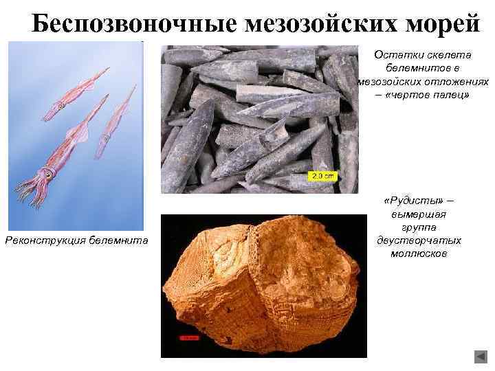 Беспозвоночные мезозойских морей Остатки скелета белемнитов в мезозойских отложениях – «чертов палец» Реконструкция белемнита