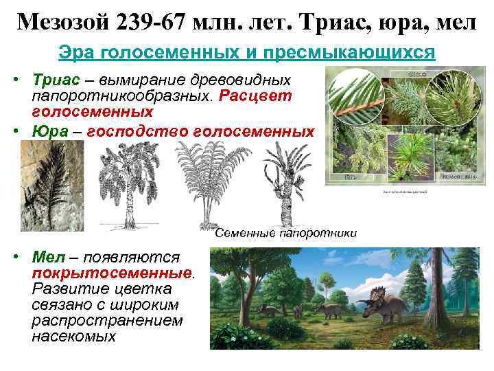 Мезозой 239 -67 млн. лет. Триас, юра, мел Эра голосеменных и пресмыкающихся • Триас
