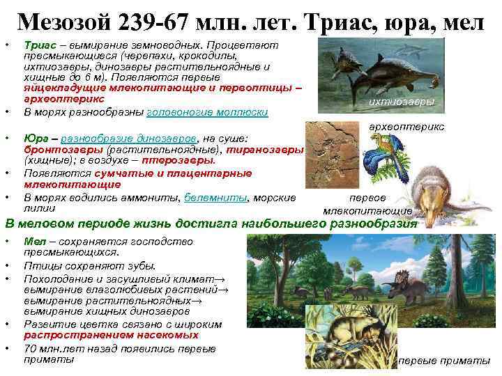 Мезозой 239 -67 млн. лет. Триас, юра, мел • • • Триас – вымирание
