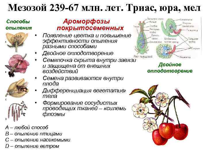 Мезозой 239 -67 млн. лет. Триас, юра, мел Способы опыления Ароморфозы покрытосеменных • Появление