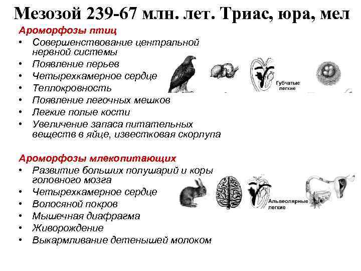 Мезозой 239 -67 млн. лет. Триас, юра, мел Ароморфозы птиц • Совершенствование центральной нервной