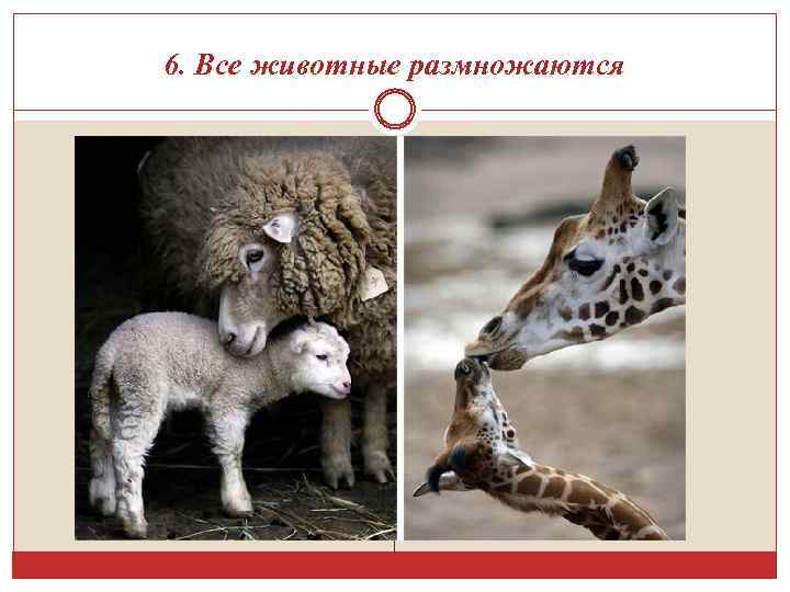 6. Все животные размножаются 