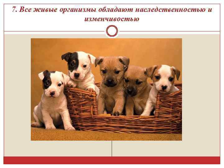 7. Все живые организмы обладают наследственностью и изменчивостью 