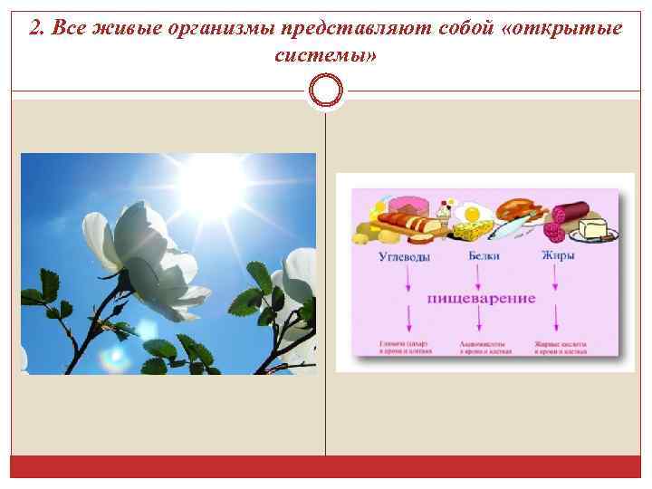 2. Все живые организмы представляют собой «открытые системы» 