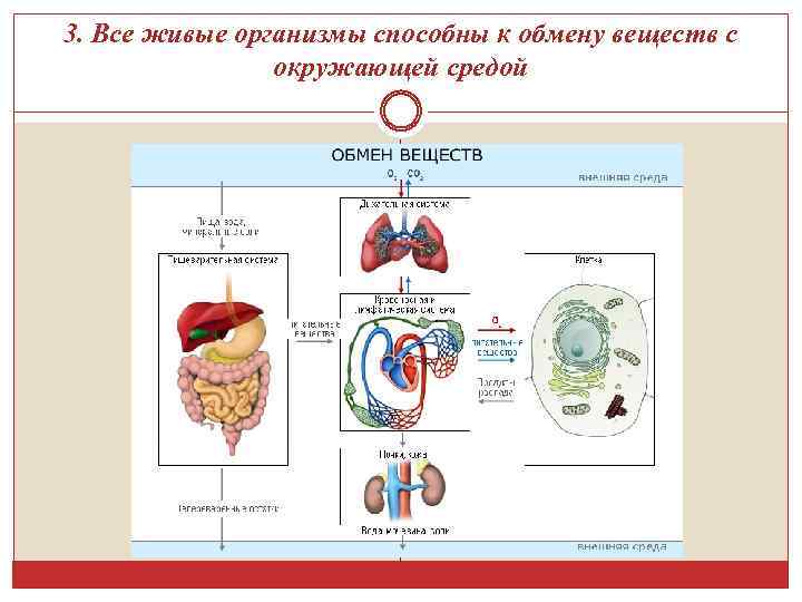 3. Все живые организмы способны к обмену веществ с окружающей средой 