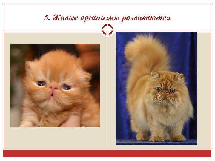 5. Живые организмы развиваются 