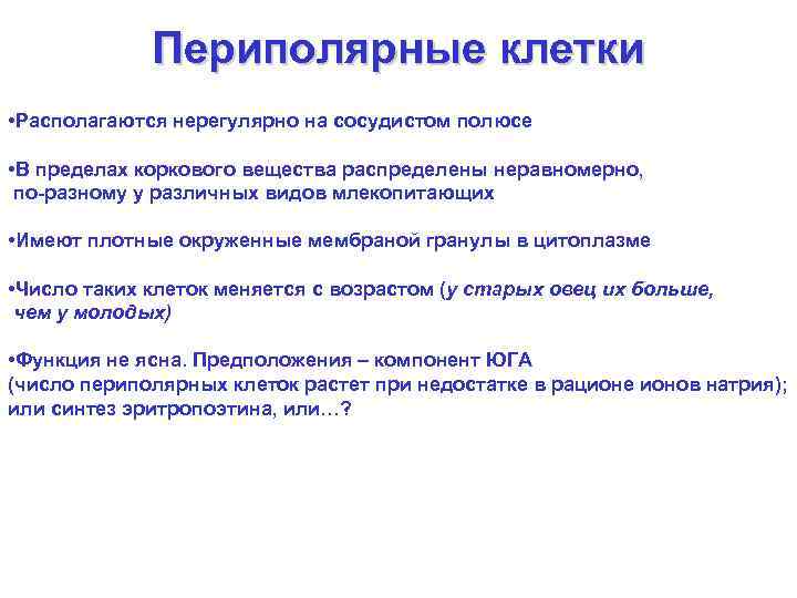 Периполярные клетки • Располагаются нерегулярно на сосудистом полюсе • В пределах коркового вещества распределены