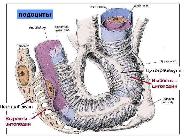 подоциты Цитотрабекулы Выросты цитоподии 