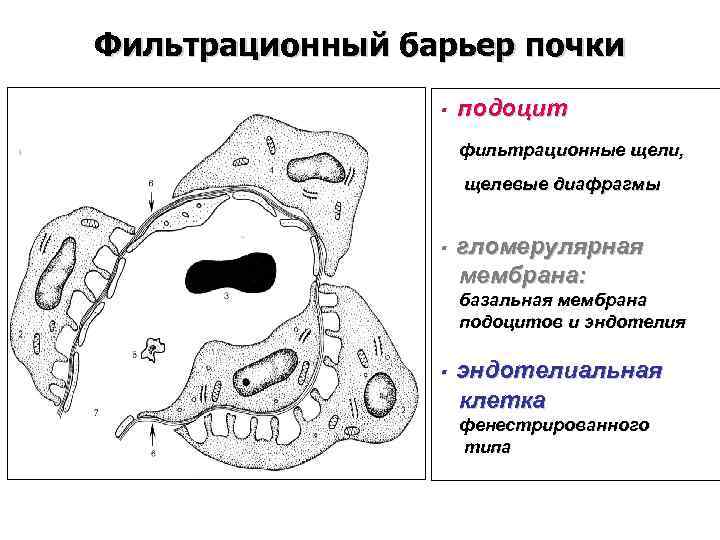 Фильтрационная мембрана почки схема