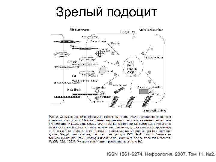 Зрелый подоцит 