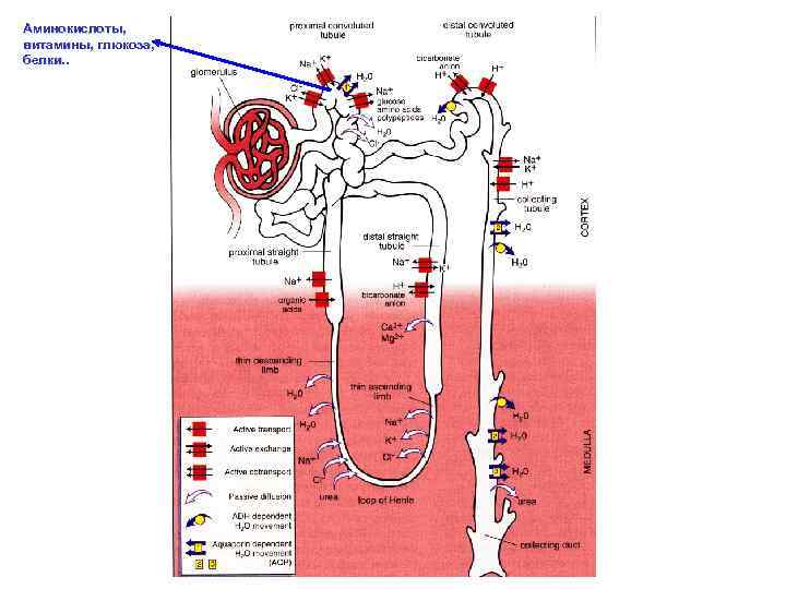 Аминокислоты, витамины, глюкоза, белки. . 