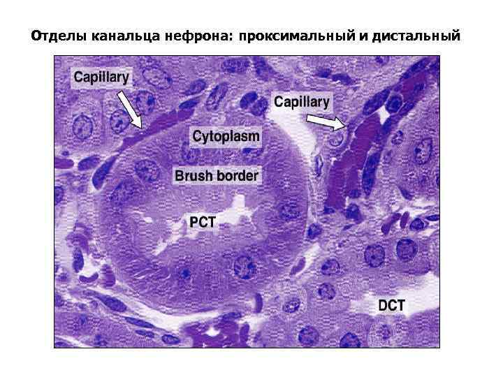 Отделы канальца нефрона: проксимальный и дистальный 