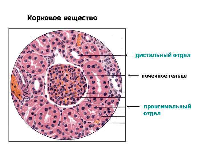 Почечное тельце корковое вещество