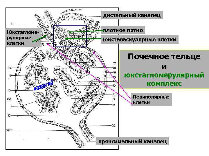 дистальный каналец Юкстагломерулярные клетки плотное пятно юкставаскулярные клетки Почечное тельце и юкстагломерулярный комплекс Периполярные