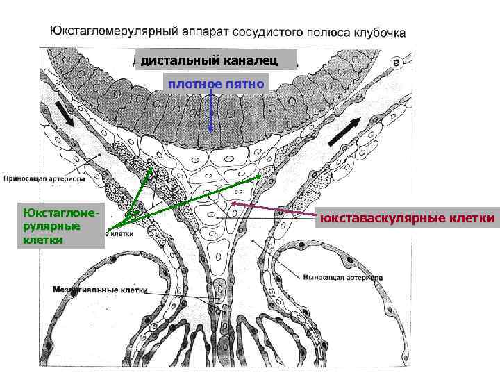 дистальный каналец плотное пятно Юкстагломерулярные клетки юкставаскулярные клетки 