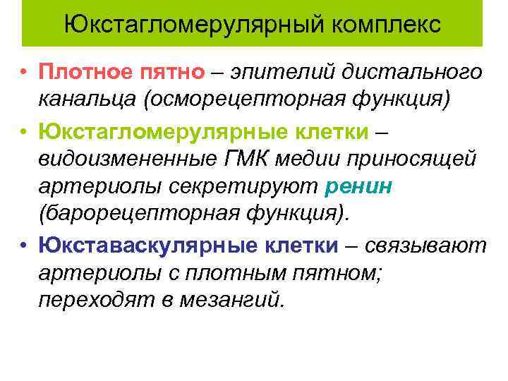 Юкстагломерулярный комплекс • Плотное пятно – эпителий дистального канальца (осморецепторная функция) • Юкстагломерулярные клетки