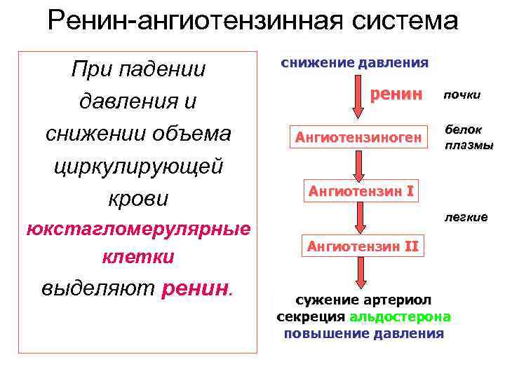 Ренин-ангиотензинная система При падении давления и снижении объема циркулирующей крови юкстагломерулярные клетки выделяют ренин.