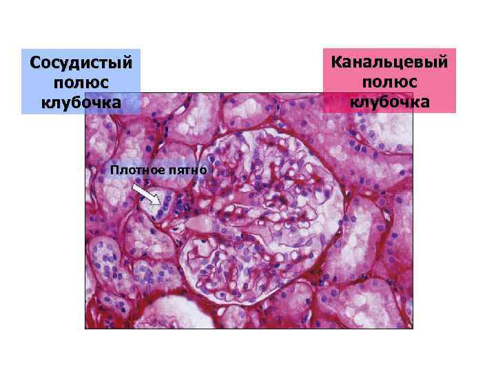 Сосудистый полюс клубочка Плотное пятно Канальцевый полюс клубочка 