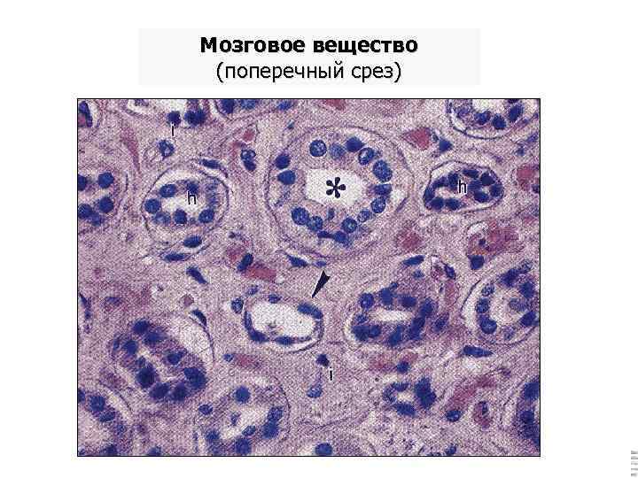 Мозговое вещество (поперечный срез) 
