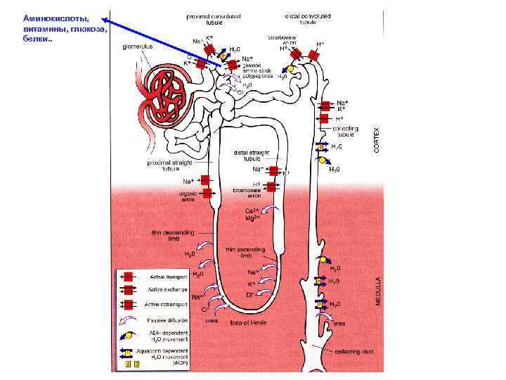 Аминокислоты, витамины, глюкоза, белки. . 