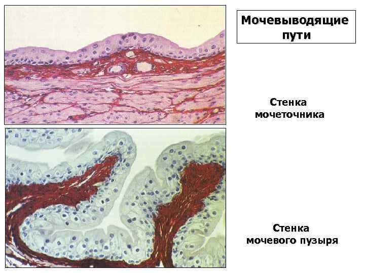 Строение стенки мочевыводящих путей