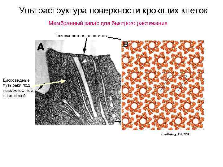 Ультраструктура поверхности кроющих клеток Мембранный запас для быстрого растяжения Поверхностная пластинка Дисковидные пузырьки под