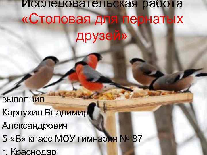 Исследовательская работа «Столовая для пернатых друзей» выполнил Карпухин Владимир Александрович 5 «Б» класc МОУ