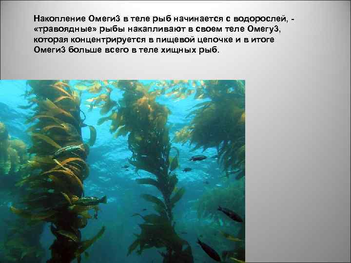 Накопление Омеги 3 в теле рыб начинается с водорослей, «травоядные» рыбы накапливают в своем