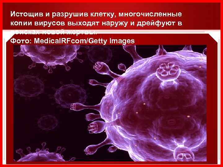 Истощив и разрушив клетку, многочисленные копии вирусов выходят наружу и дрейфуют в поисках новой