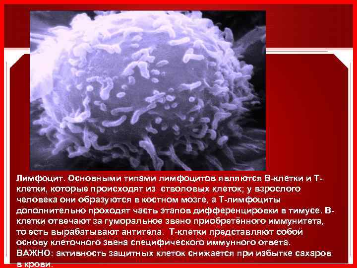 Лимфоцит. Основными типами лимфоцитов являются B-клетки и Tклетки, которые происходят из стволовых клеток; у